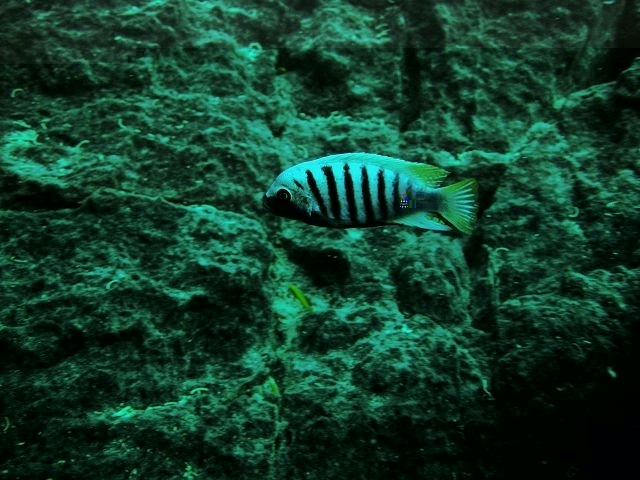 Maylandia zebra Chiwi rocks (Mâle)