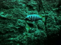 Maylandia zebra Chiwi rocks (Mâle)