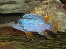 Pseudotropheus sp. "agressive yellow fin" Chizumulu Island(Mâle)
