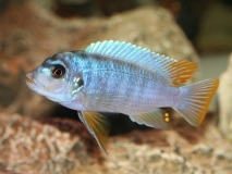 Pseudotropheus sp. "agressive yellow fin" Chizumulu Island(Mâle)
