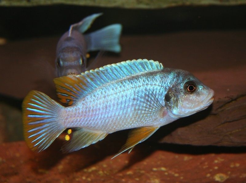 Pseudotropheus sp. 