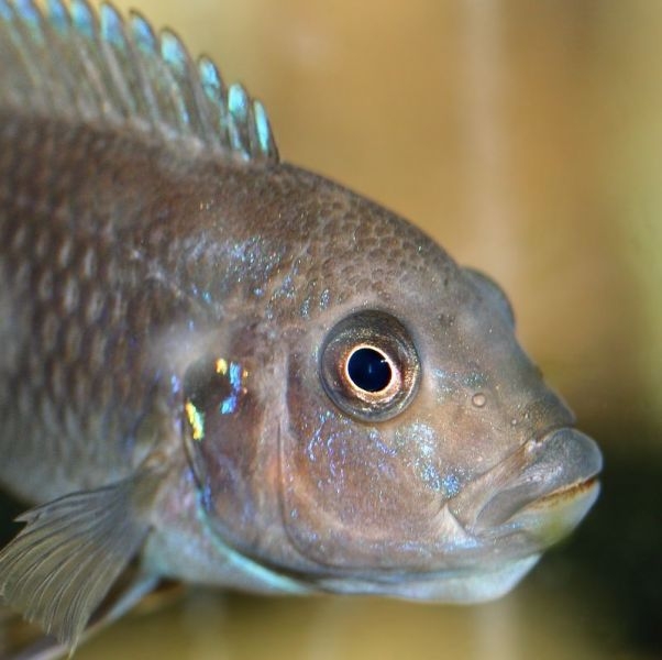 Pseudotropheus sp. 
