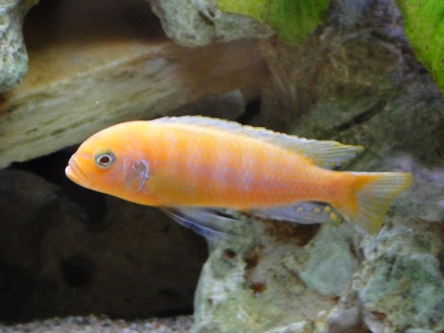 Maylandia sp. 