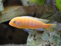 Maylandia sp. 