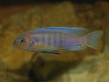 Maylandia sp. 