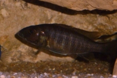 Sciaenochromis fryeri Likoma Island (femelle)