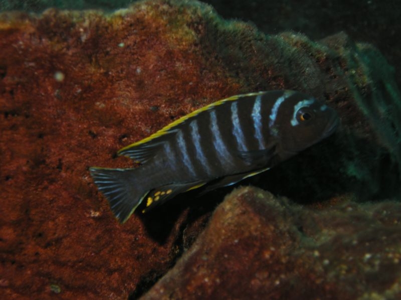 Cynotilapia zebroides Linganjala Reef (Mâle)