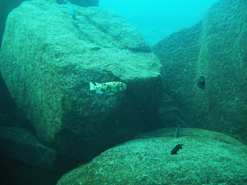 Maylandia zebra Linganjala Reef (Femelle)