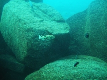 Maylandia zebra Linganjala Reef (Femelle)