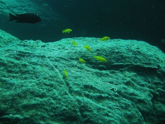 Melanochromis interruptus Machili Island (couple)