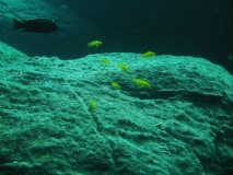 Melanochromis interruptus Machili Island (couple)