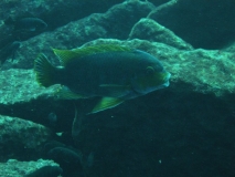 Petrotilapia palingnathos Linganjala