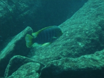 Petrotilapia palingnathos Linganjala