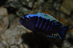 Cynotilapia aurifrons Nkhata Bay (Mâle)