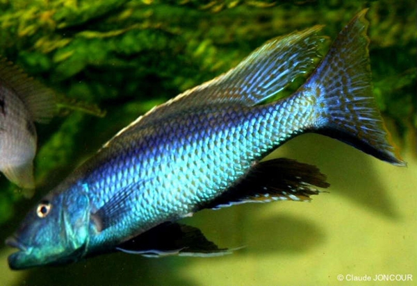 Champsochromis caeruleus (Mâle)