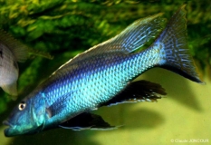 Champsochromis caeruleus (Mâle)