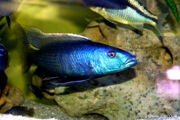 Champsochromis caeruleus (Mâle)