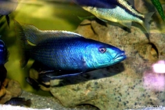 Champsochromis caeruleus (Mâle)