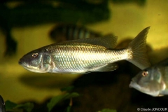 Champsochromis caeruleus (Femelle)