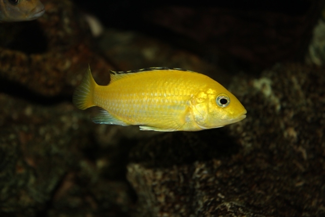 Labidochromis caeruleus Lion's Cove (femelle)
