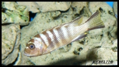 Maylandia mellisa Chirwa Island (femelle)
