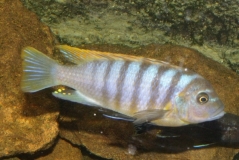 Maylandia fainzilberi Lundo (Male)