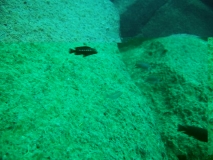 Melanochromis interruptus Machili Msland (Mâle)