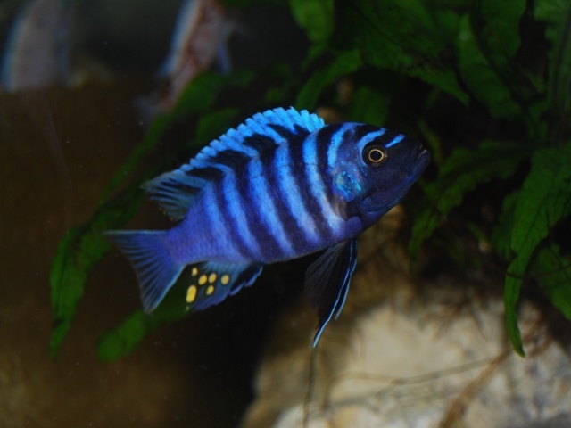 Cynotilapia zebroides Manda (Male)