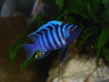 Cynotilapia zebroides Manda (Male)