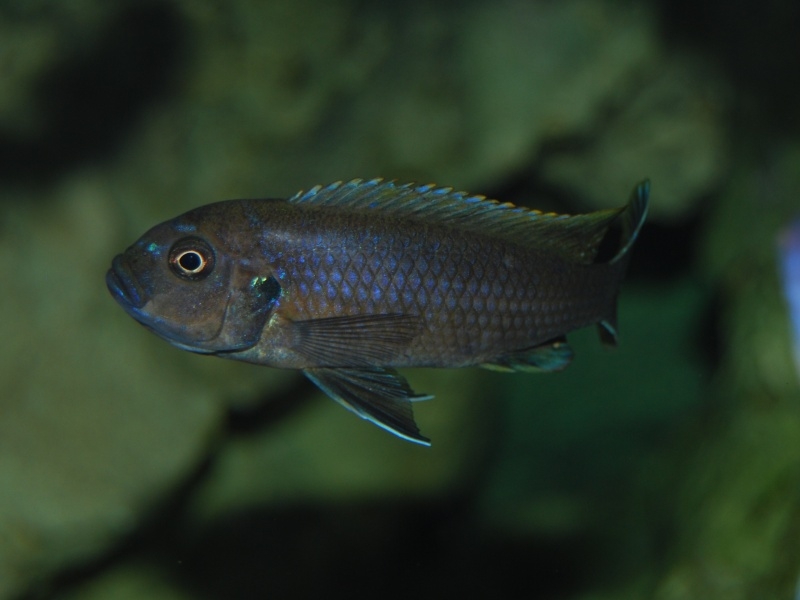 Cynotilapia zebroides Ndonga (Femelle)