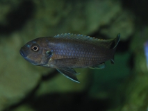Cynotilapia zebroides Ndonga (Femelle)