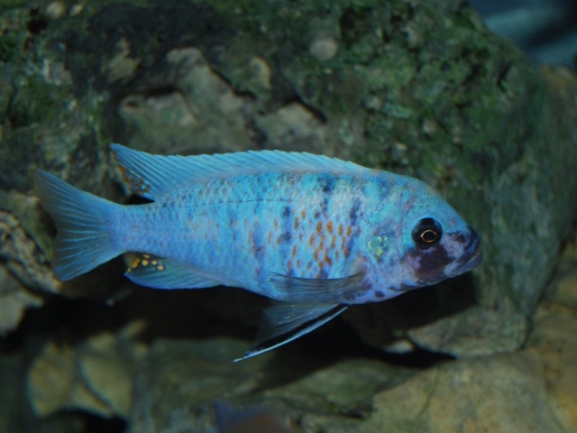 Maylandia zebra Chizumulu Island (Mâle MC)