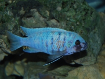 Maylandia zebra Chizumulu Island (Mâle MC)