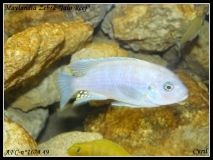 Maylandia zebra Jalo Reef (Mâle BB)