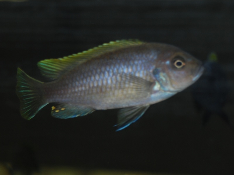 Cynotilapia aurifrons Nkhata Bay (Femelle)