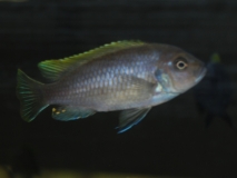 Cynotilapia aurifrons Nkhata Bay (Femelle)