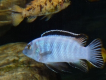 Labeotropheus trewavasae Higga Reef (Mâle)