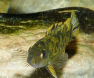 Labeotropheus trewavasae Higga Reef (Femelle)