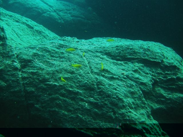 Melanochromis interruptus Machili Island (femelle)