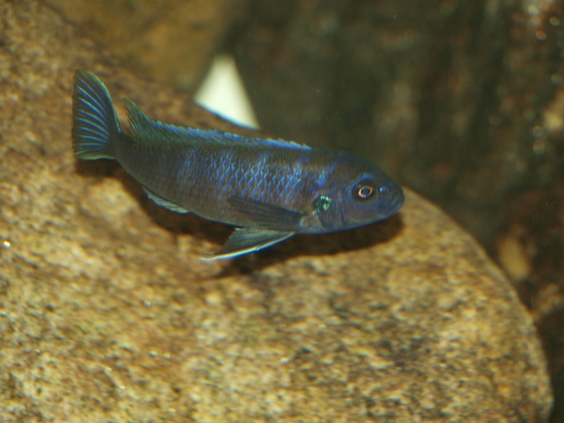 Cynotilapia zebroides Ndonga (Femelle)