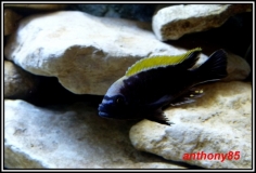 Cynotilapia aurifrons Luwino Reef (Mâle)