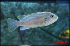 Cynotilapia aurifrons Luwino Reef (Femelle)