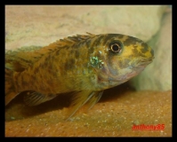 Labeotropheus trewavasae Chinyamwesi (Femelle)