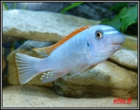 Labeotropheus trewavasae Chinyamwesi (Mâle)