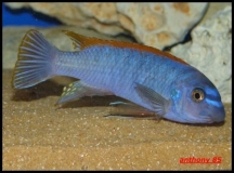 Labeotropheus trewavasae Chinyamwesi (Mâle)
