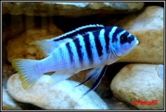 Maylandia fainzilberi Luwino Reef (Mâle)