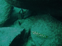 Nimbochromis livingstonii Machili Island (Femelle)
