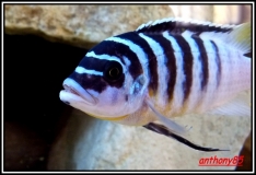 Maylandia fainzilberi Luwino Reef (Mâle)