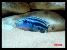 Melanochromis kaskazini (Mâle)