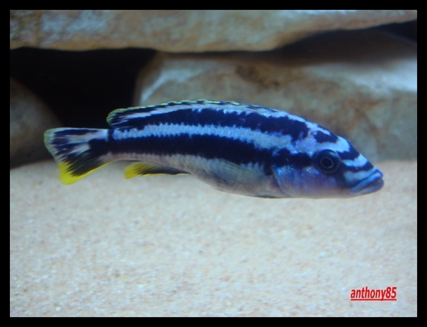 Melanochromis kaskazini (Femelle)